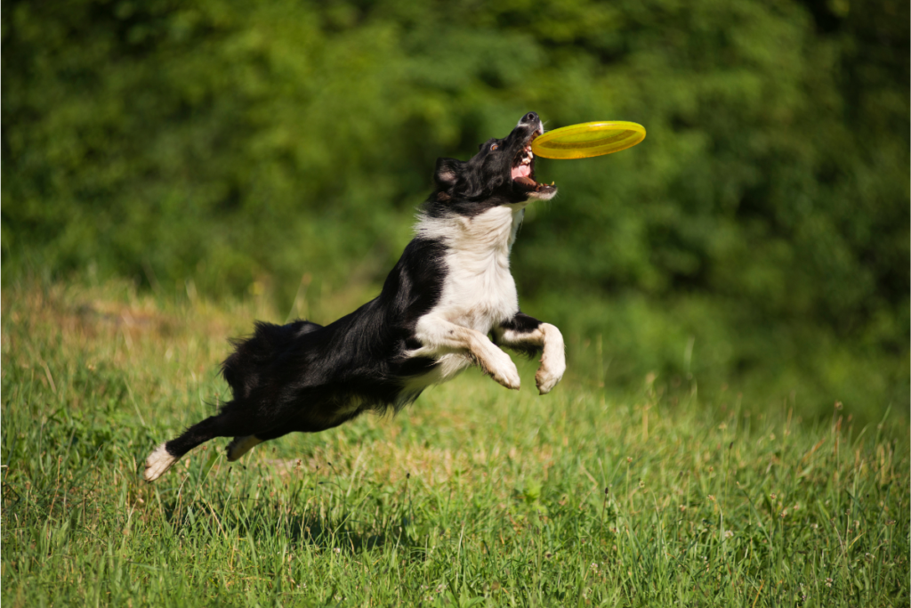 Un chien border collie qui attrape un frisbee jaune en plein vol